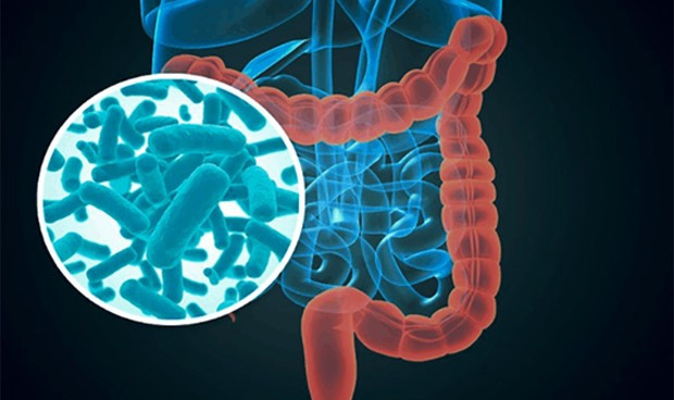 Dieta embarazo microbiota desarrollo bebes csic 9868 620x368