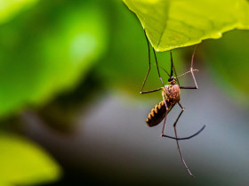 La infección viral por picadura de mosquito puede atraer más mosquitos