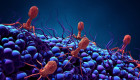 Nuevos hallazgos sobre el ciclo de vida de los virus que infectan a bacterias multirresistentes
