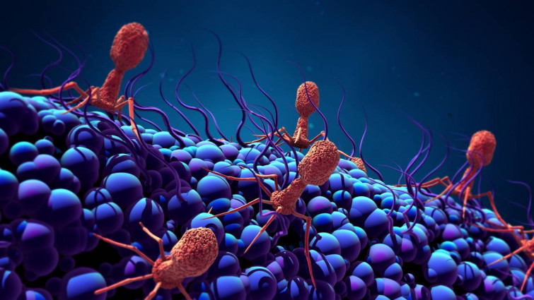 Nuevos hallazgos sobre el ciclo de vida de los virus que infectan a bacterias multirresistentes
