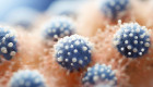 ¿Nueva pandemia? Nuevo virus mortal sin cura puede saltar a humanos