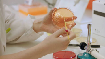 Descubren que la bacteria ‘P. faecium’ de la microbiota protege contra la obesidad
