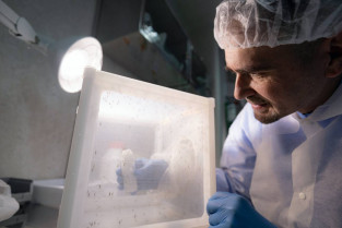 Antimaláricos matan en seis minutos al parásito ‘Plasmodium falciparum’ dentro del mosquito