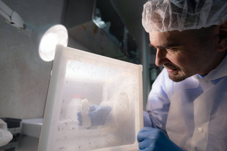 Antimaláricos matan en seis minutos al parásito ‘Plasmodium falciparum’ dentro del mosquito