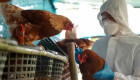 OPS actualiza medidas intersectoriales para enfrentar la influenza aviar H5N1 en las Américas
