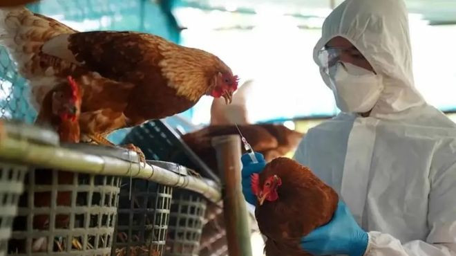 OPS actualiza medidas intersectoriales para enfrentar la influenza aviar H5N1 en las Américas