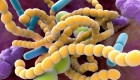 Cleveland Clinic identifica vínculo entre microbios intestinales y mayor riesgo de aneurismas aórticos abdominales