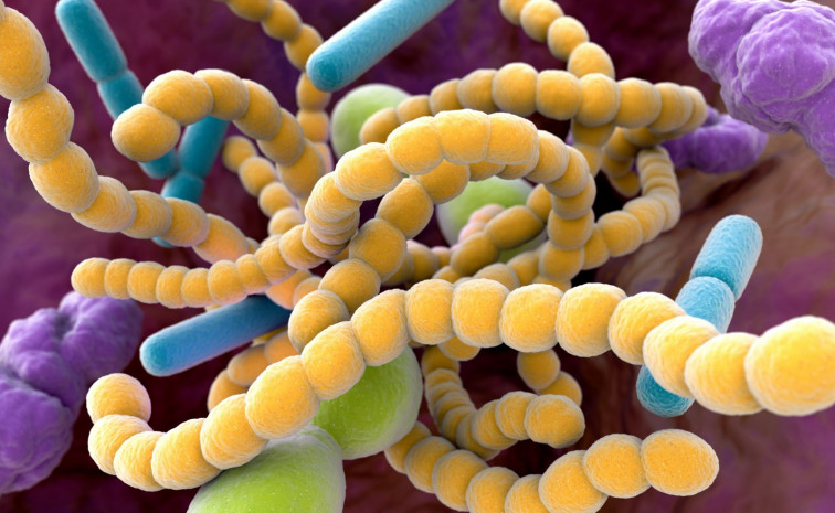 Cleveland Clinic identifica vínculo entre microbios intestinales y mayor riesgo de aneurismas aórticos abdominales