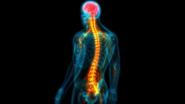 No solo cerebro: la médula espinal tiene un papel en el sexo más relevante del esperado