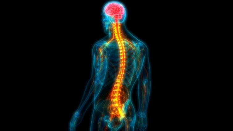 No solo cerebro: la médula espinal tiene un papel en el sexo más relevante del esperado
