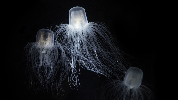 ¿Qué se sabe sobre la única criatura en la Tierra capaz de vivir eternamente?