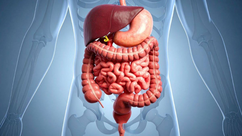 ¿Cómo afecta nuestro estilo de vida al funcionamiento del microbioma intestinal?